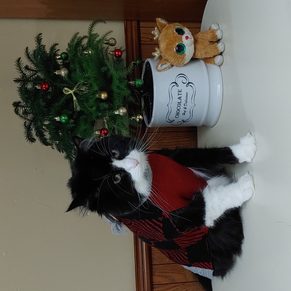 Other - Pet Sweater With Attached Scarf
